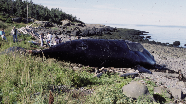 Female right whale NEA #2450 dead on the beach.