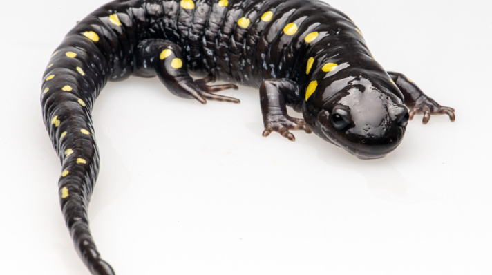 Yellow-spotted salamander