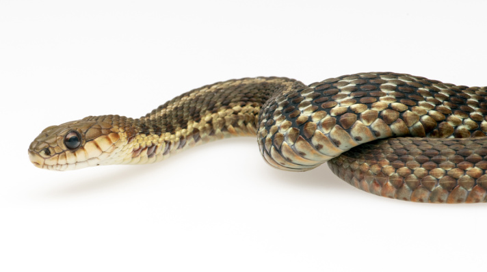 Maritime Garter Snake