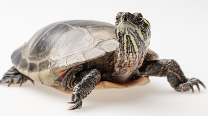 Eastern Painted Turtle