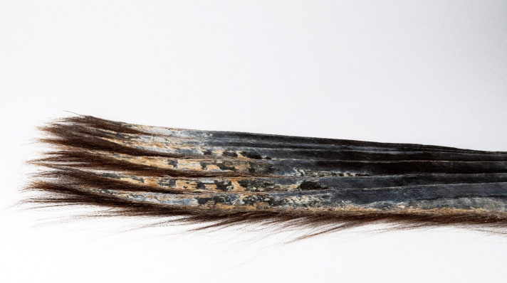 Several baleen plates from a North Atlantic right whale