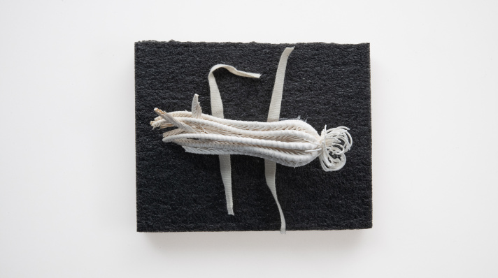  A specimen of Heliometra glacialis, a crinoid or sea lily.