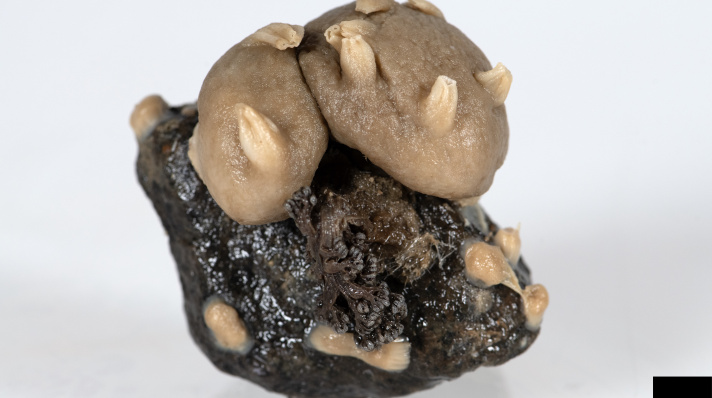 This colony of Duva florida (dark mass on center of rock) is growing on the same stone as several sponges (Polymastia sp.).