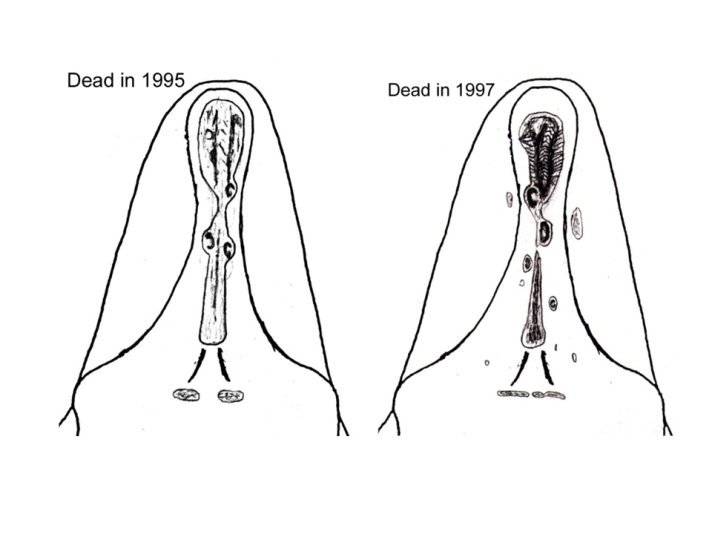 Drawings of the unique callosity patterns of the heads of individuals