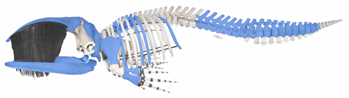 Image of the complete skeleton of a North Atlantic right whale.