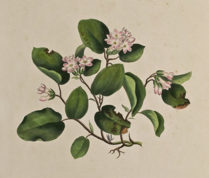 Trailing arbutus, or mayflower (Epigaea repens), a low trailing heath that blooms in the spring. Twenty-eight years after the arrival of the HMS Challenger to Halifax, this species would be designated as the Provincial flower of Nova Scotia. 