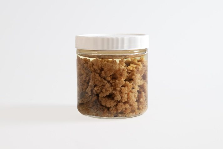 The tiny dark spots in this jar of preserved Drifa glomerata are the eyespots of deep-sea shrimp, which were collected in association with the coral. 