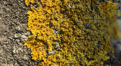 sunburst lichen.
