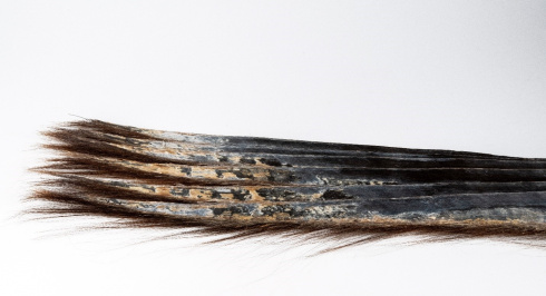Several baleen plates from a North Atlantic right whale (Cat. No. NSM78322). This baleen is used to filter the water to capture their very tiny prey – Calanus - a type of zooplankton.