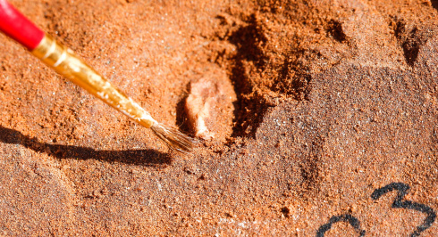 A paintbrush being used to carefully expose a small artifact in an paleontological dig