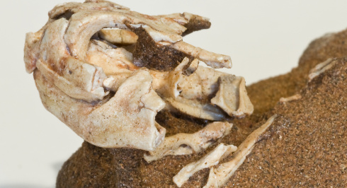Clevsaaurus Baird
