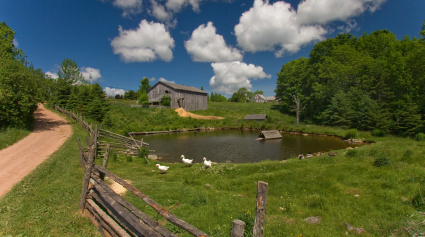Three white domestic ducks stand on the grassy bank. Beyond the pond, a weathered wooden stave mill on a gentle hill, surrounded by vibrant green trees and a clear blue sky dotted with large cumulus clouds. A dirt path curves to the left, and a split-rail fence runs along the foreground.