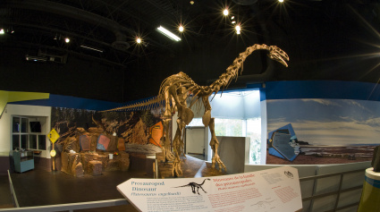Prosauropod skeleton on display in the gallery at the Fundy Geological Museum.