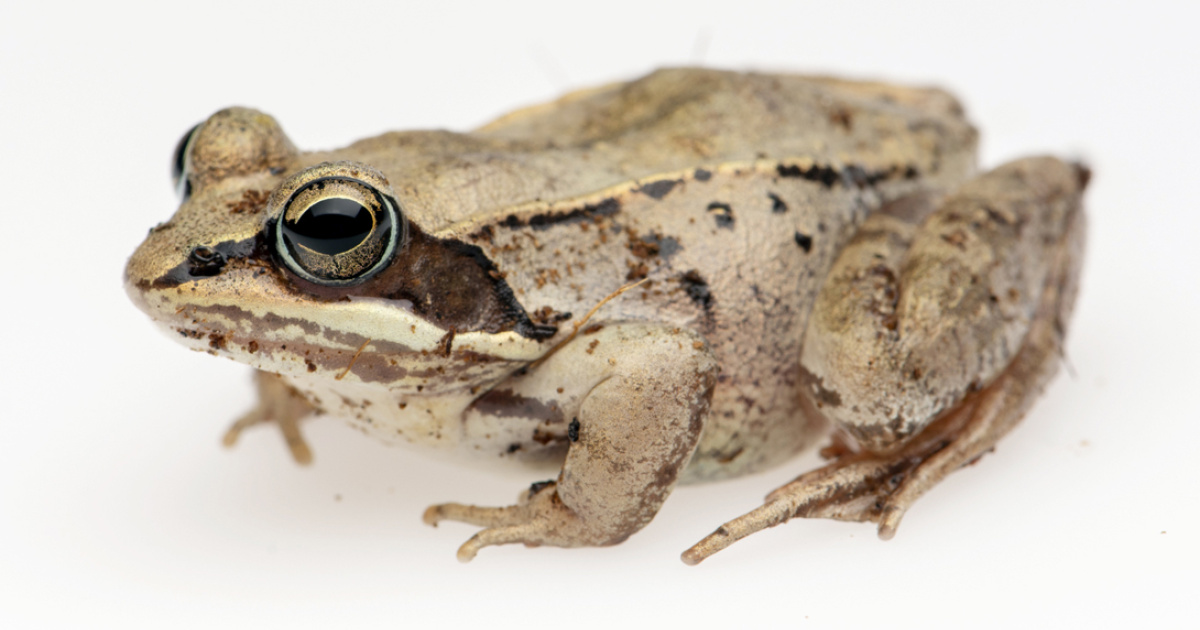 Wood Frog | Nova Scotia Museum