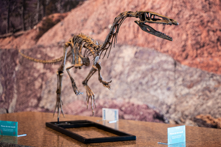 Gallery at the Fundy Geological Museum. Prosauropod model.