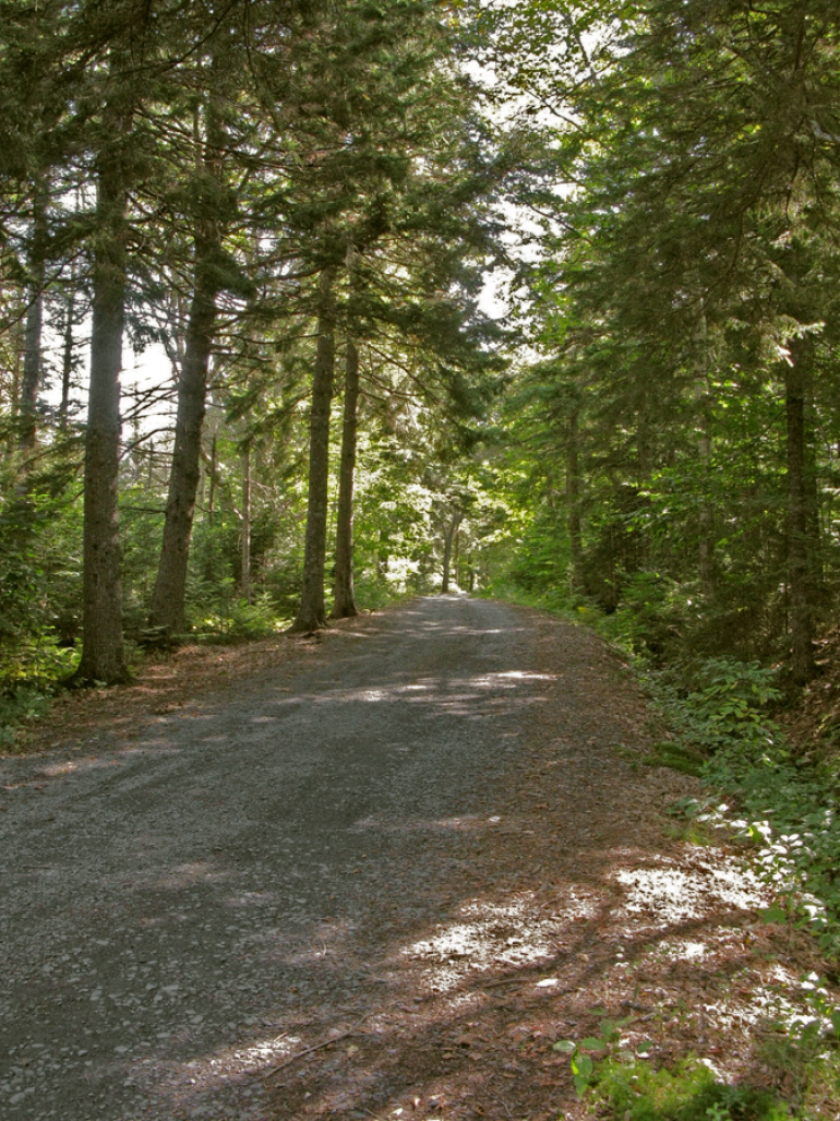 Old Post Road lined by tall trees.