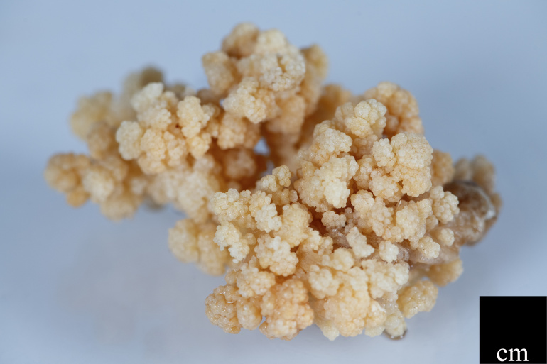 An individual colony of preserved Drifa Glomerata.