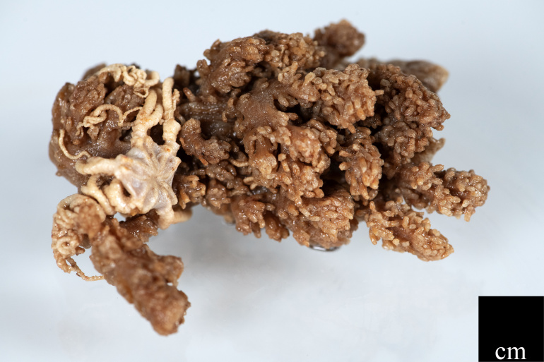 This Drifa glomerata coral colony was collected with a brittle star woven tightly into its branches.