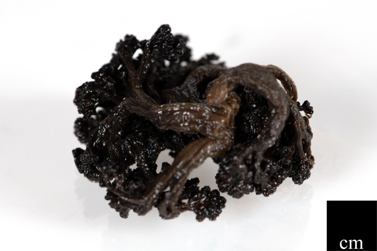 A colony of preserved Duva florida.