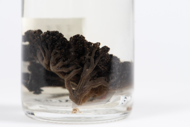 A colony of preserved Duva Florida in a jar.
