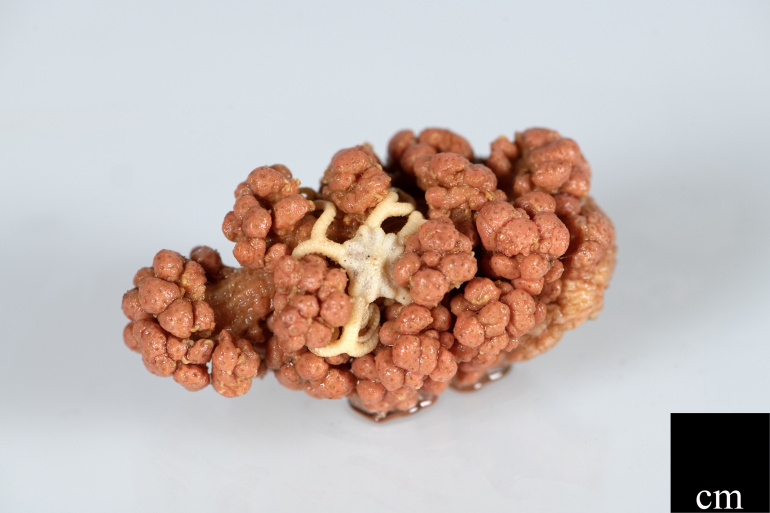 This Drifa glomerata coral colony was collected with a brittle star woven tightly into its branches.