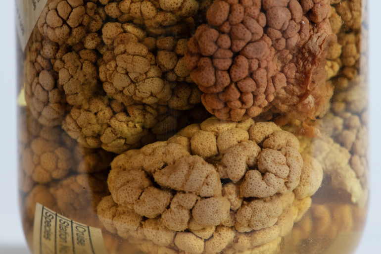 A jar of preserved Gersemia rubiformis from the collection of the Nova Scotia Museum.