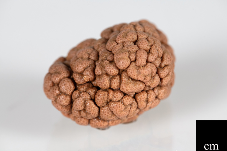 An individual colony of preserved Gersemia rubiformis from the collection of the Nova Scotia Museum