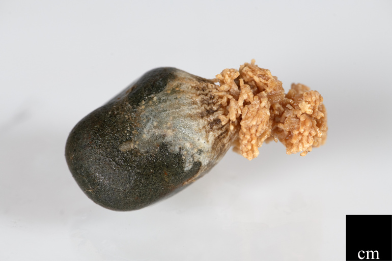 An individual colony of preserved Gersemia fruticosa, from the collection of the Nova Scotia Museum highlighting attachment point on small rock