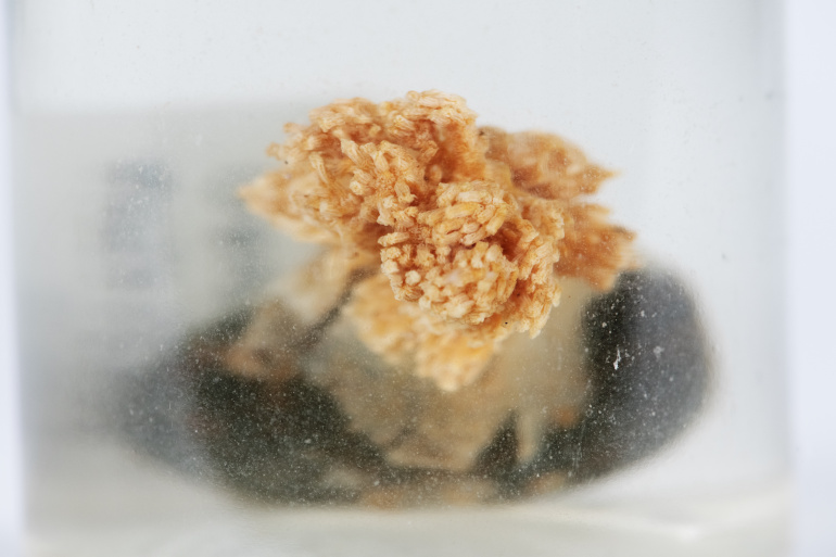 An individual colony of preserved Gersemia fruticose