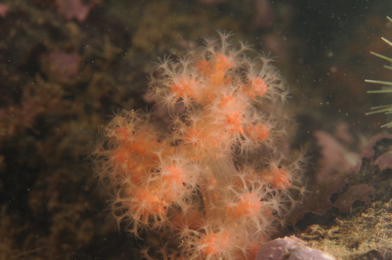 A colony of living Gersemia rubiformis.