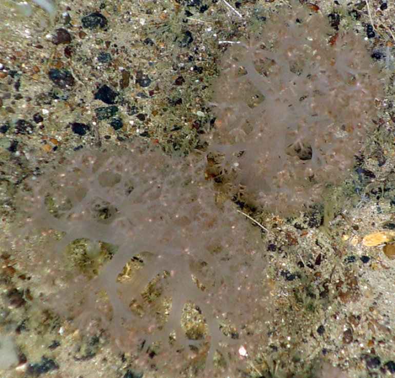 A colony of living Duva florida. 