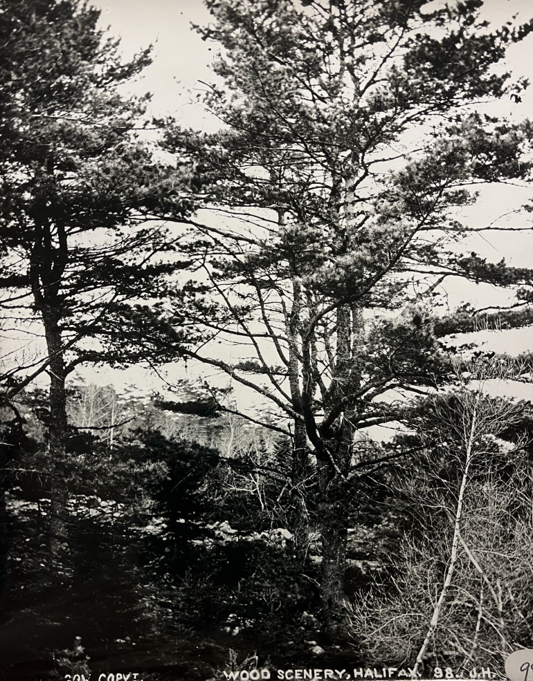 a woodland scene