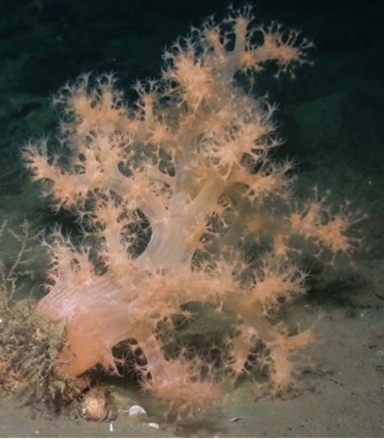 A colony of living Gersemia fruticosa found in the coastal waters of Norway.