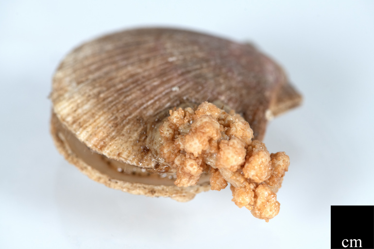 This colony of Gersemia rubiformis is growing on the hard shell of a scallop