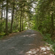 Old Post Road lined by tall trees.