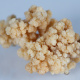 An individual colony of preserved Drifa Glomerata.