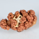 This Drifa glomerata coral colony was collected with a brittle star woven tightly into its branches.