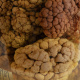 A jar of preserved Gersemia rubiformis from the collection of the Nova Scotia Museum.