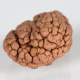 An individual colony of preserved Gersemia rubiformis from the collection of the Nova Scotia Museum