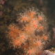 A colony of living Gersemia rubiformis.