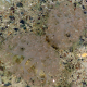 A colony of living Duva florida. 