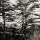 a woodland scene