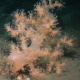 A colony of living Gersemia fruticosa found in the coastal waters of Norway.