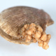 This colony of Gersemia rubiformis is growing on the hard shell of a scallop