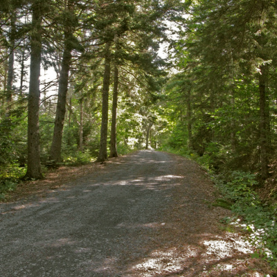 Old Post Road lined by tall trees.