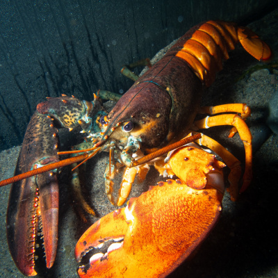 split-coloured lobster