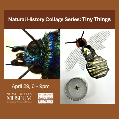 Natural History Collage Night - Tiny Things graphic
