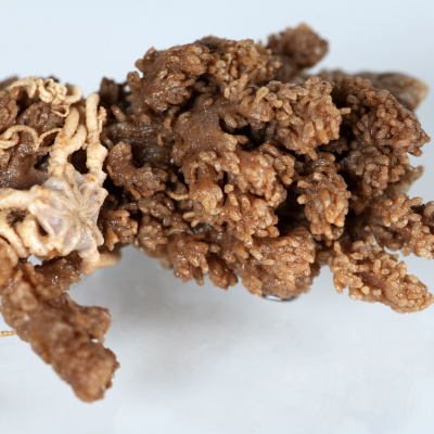 This Drifa glomerata coral colony was collected with a brittle star woven tightly into its branches.