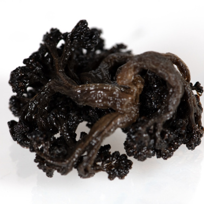 A colony of preserved Duva florida.