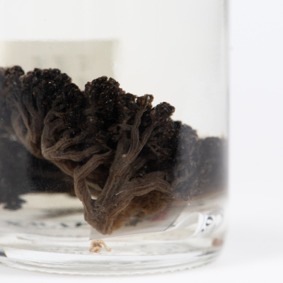 A colony of preserved Duva Florida in a jar.